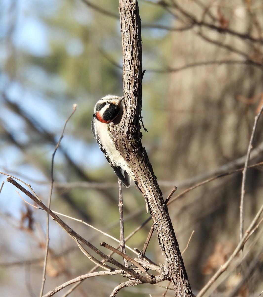 Downy Woodpecker - ML612316863