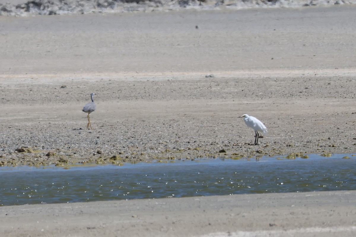 Little Egret - ML612316864