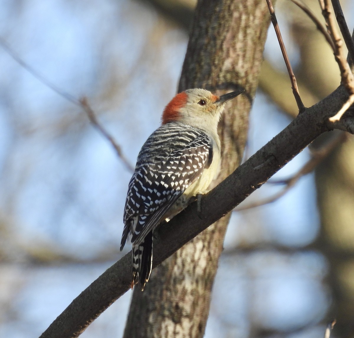 Red-bellied Woodpecker - ML612316880