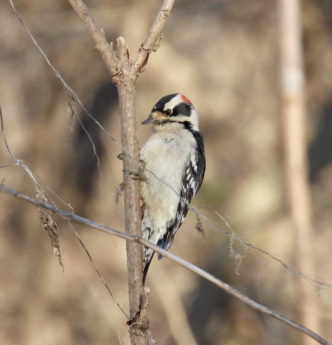 Downy Woodpecker - ML612316883