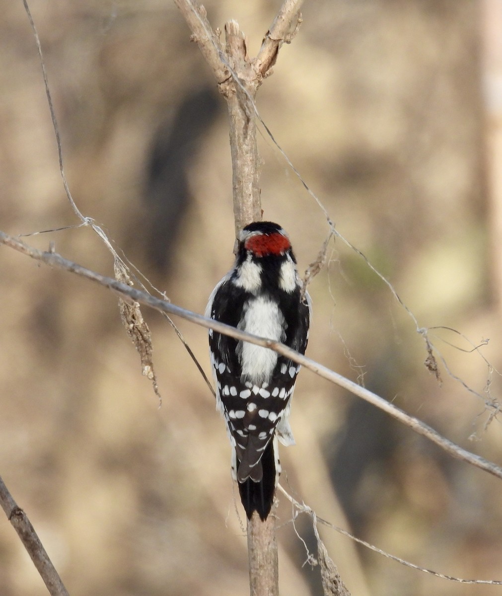 Downy Woodpecker - ML612316885