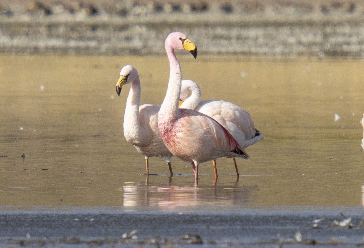 Puna Flamingosu - ML612316889