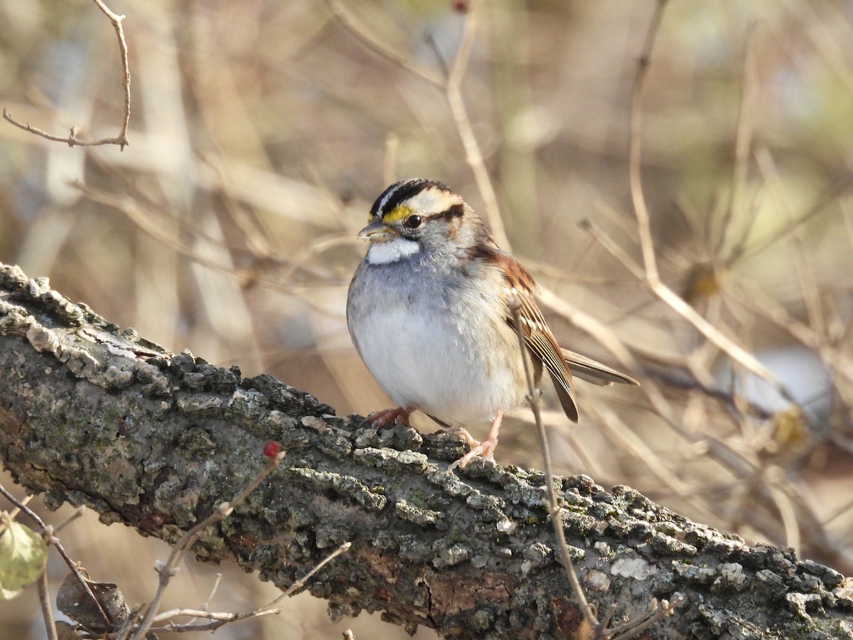 White-throated Sparrow - ML612316892