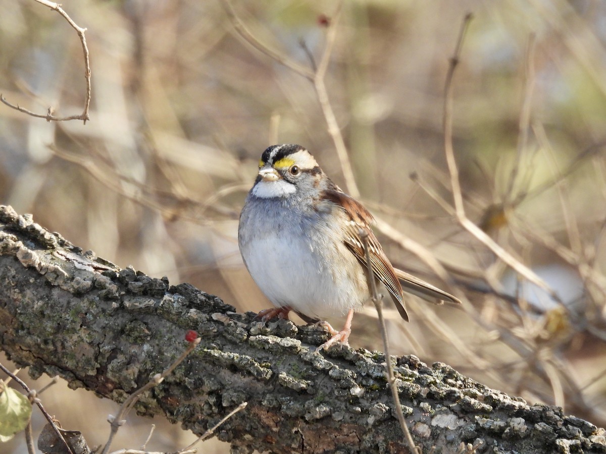White-throated Sparrow - ML612316899