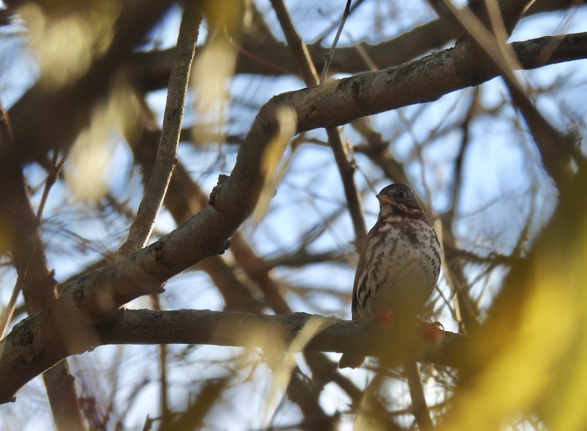 Fox Sparrow - ML612316902