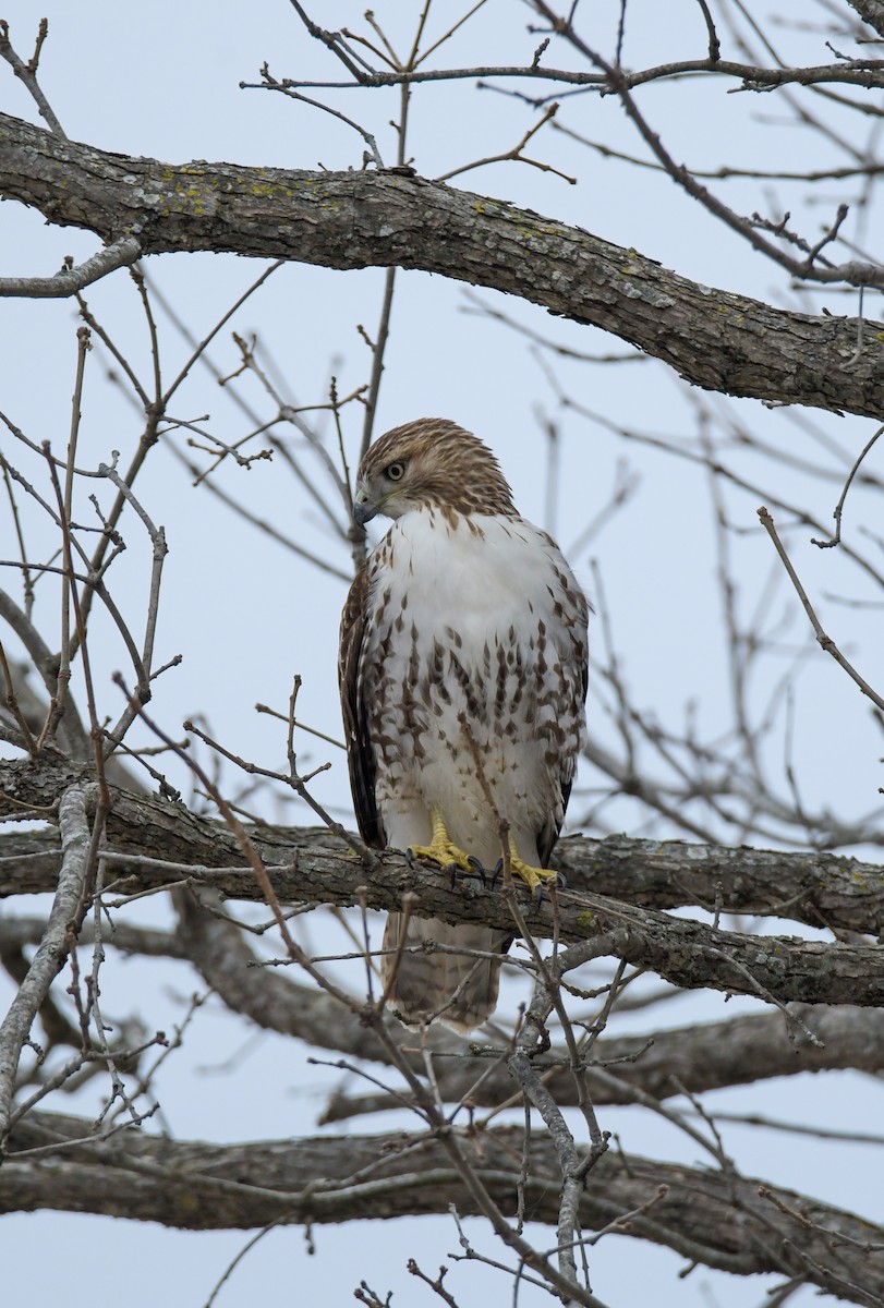 Red-tailed Hawk - ML612316911