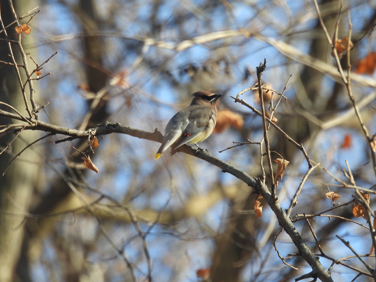 Cedar Waxwing - ML612316916