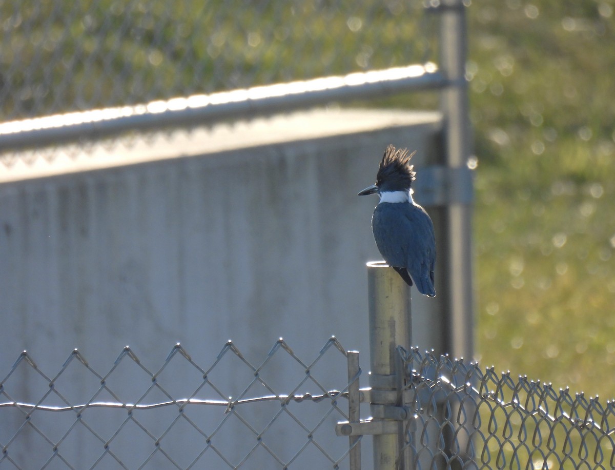 Belted Kingfisher - Corvus 𓄿