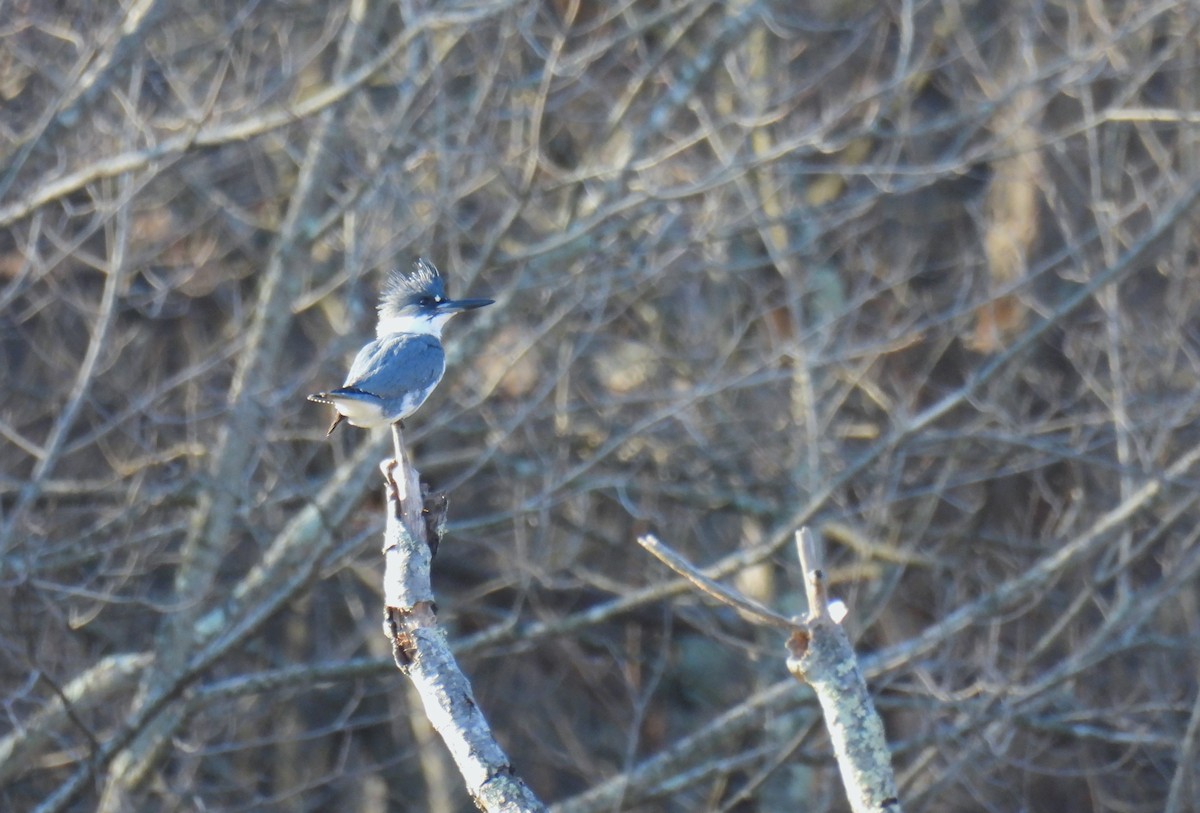 Belted Kingfisher - ML612316927