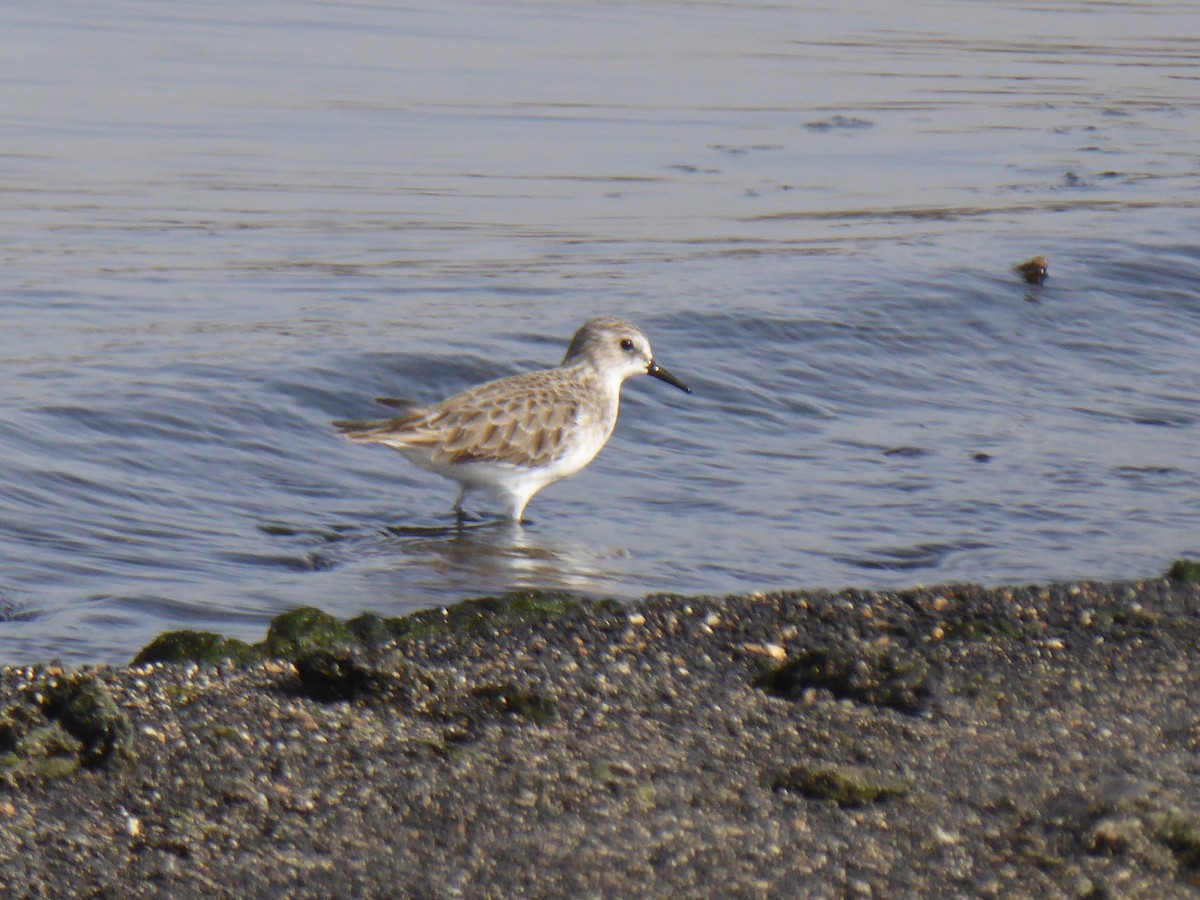 Little Stint - ML612316980