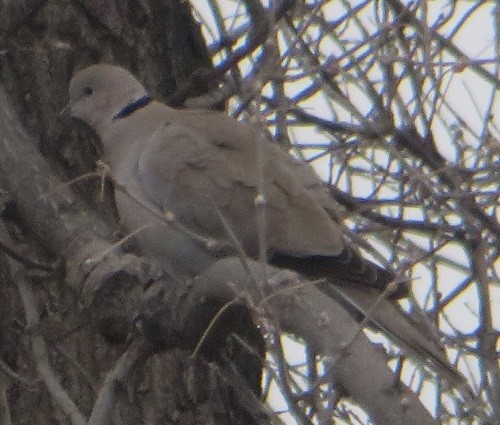 Eurasian Collared-Dove - ML612316985