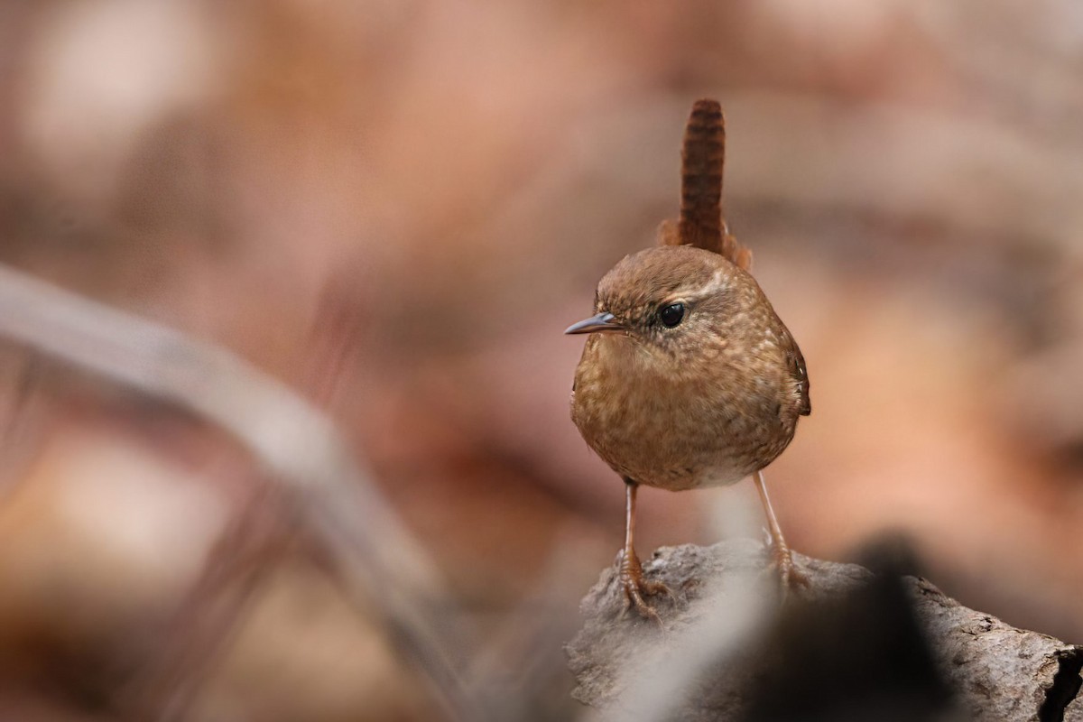 Winter Wren - ML612317001