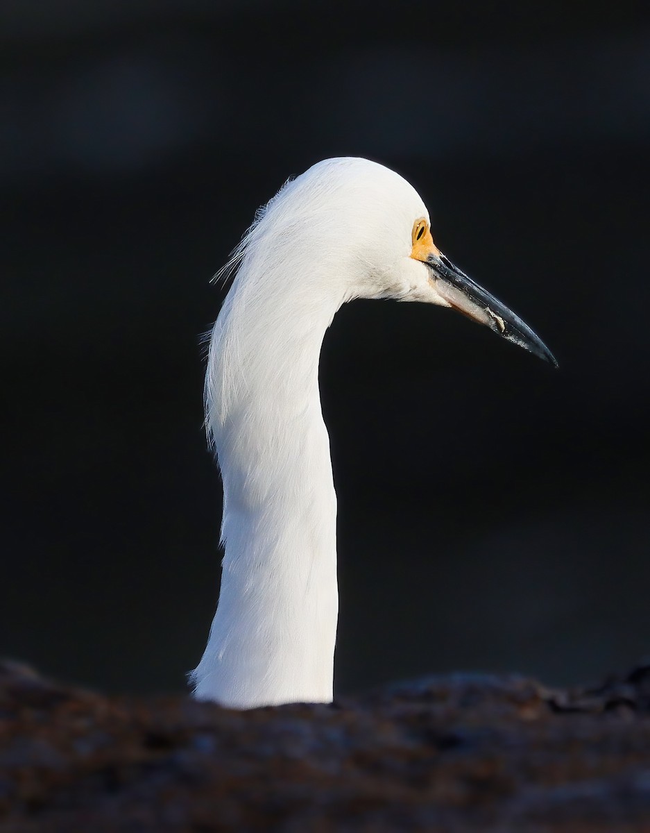 Snowy Egret - ML612317077