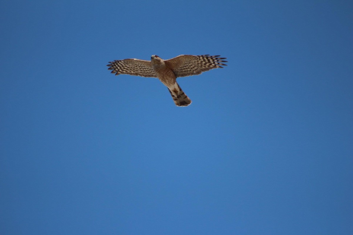 Sharp-shinned Hawk - ML612317079