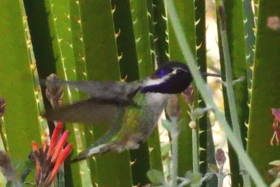 Costa's Hummingbird - ML612317122