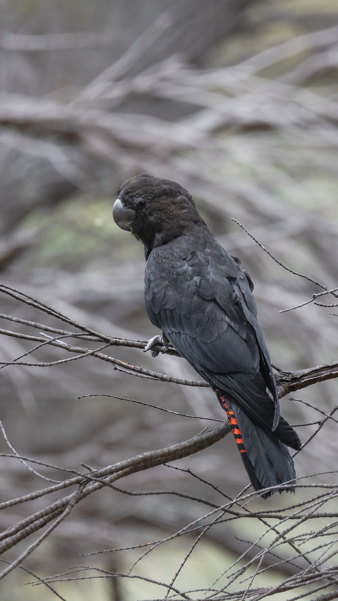 Glossy Black-Cockatoo - ML612317153