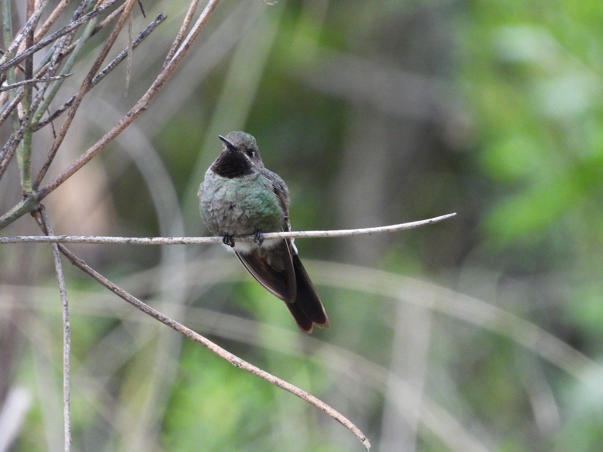 Bronze-tailed Comet - ML612317336