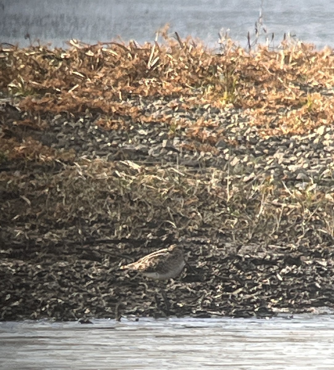 Wilson's Snipe - ML612317347