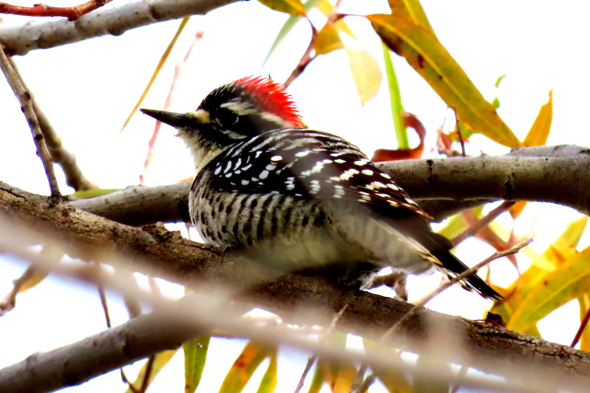 Nuttall's Woodpecker - ML612317354