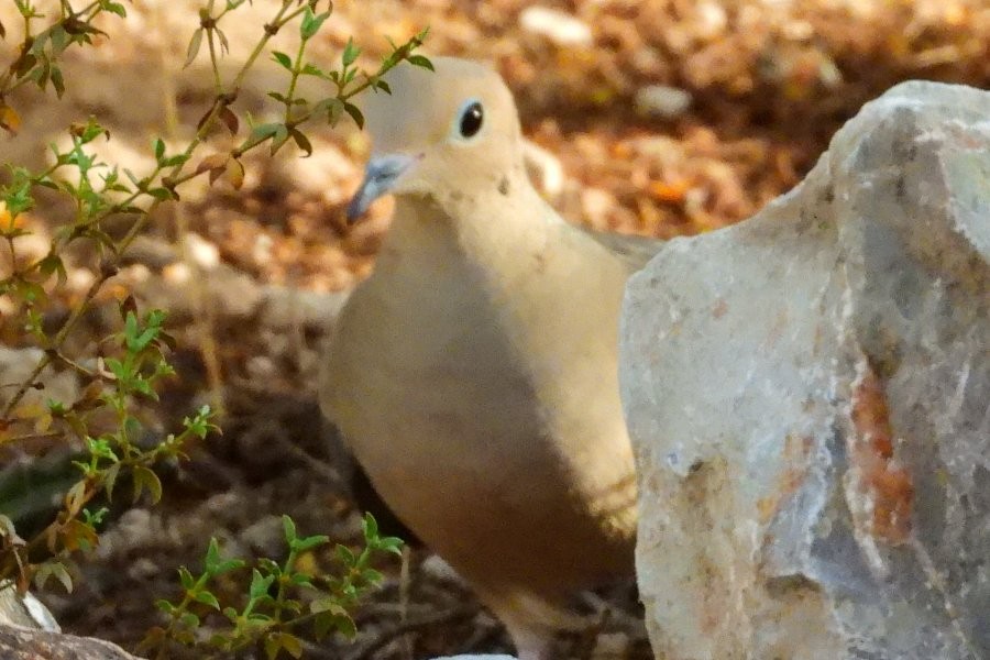Mourning Dove - ML612317375