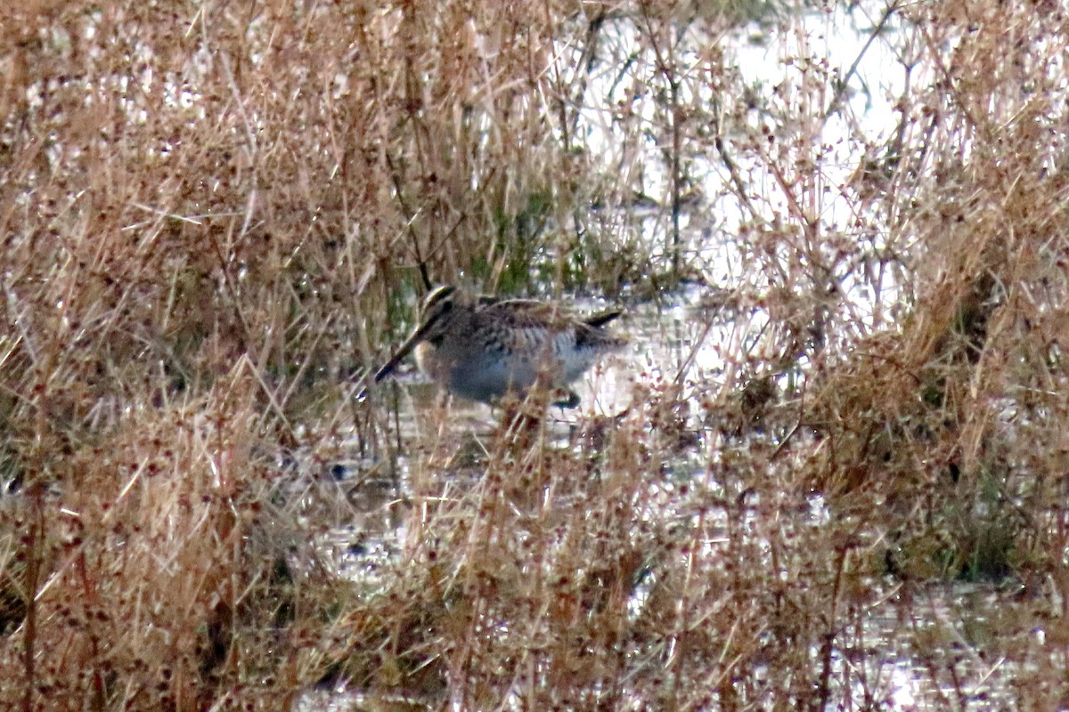 Wilson's Snipe - ML612317421