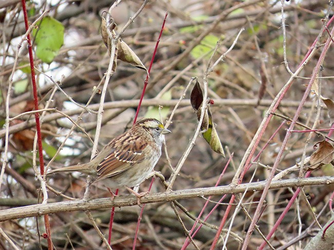 White-throated Sparrow - ML612317447