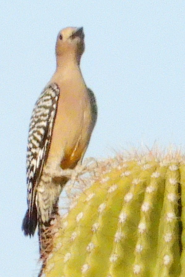 Gila Woodpecker - ML612317547