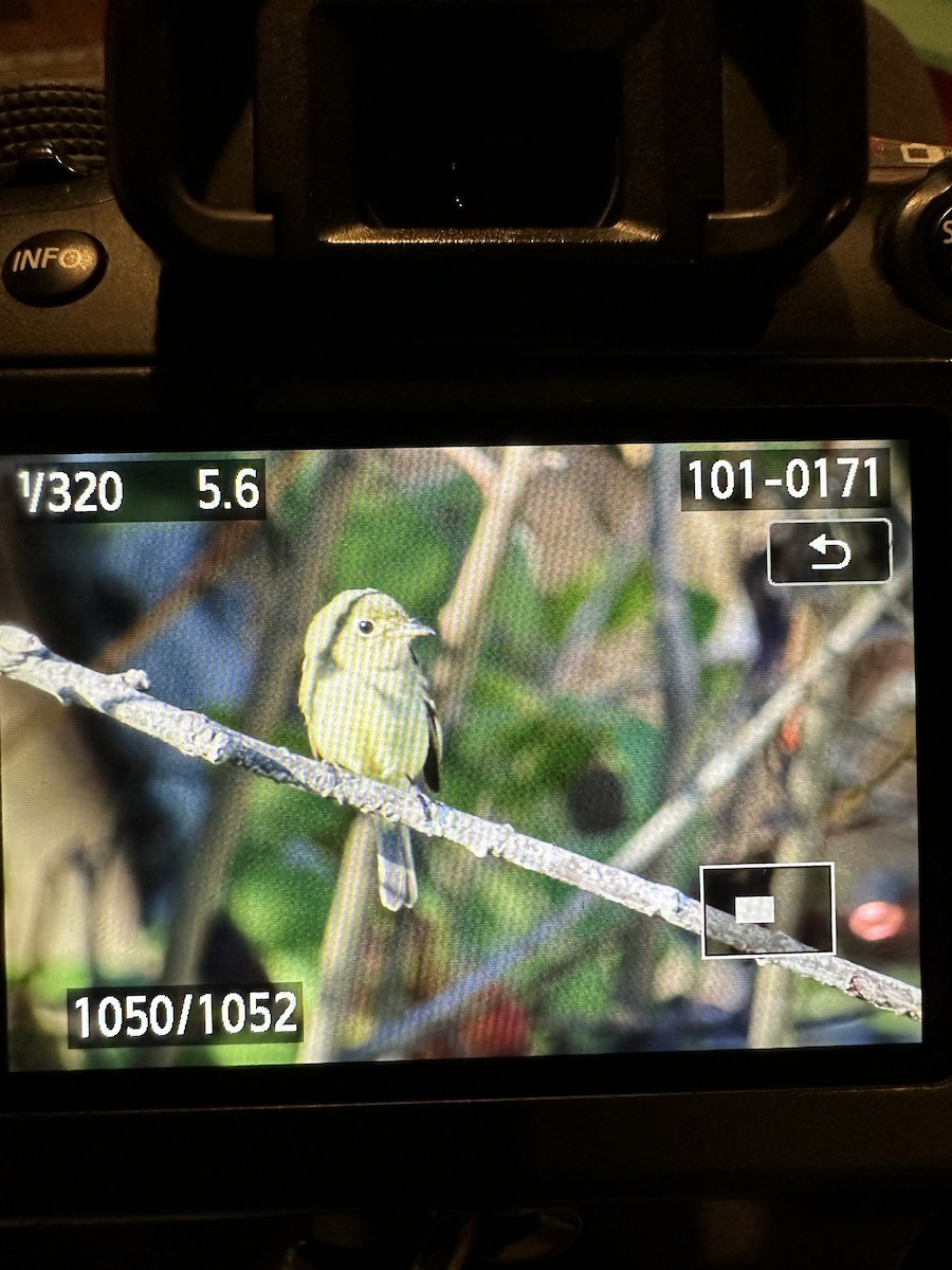 Yellow-bellied Flycatcher - ML612317556