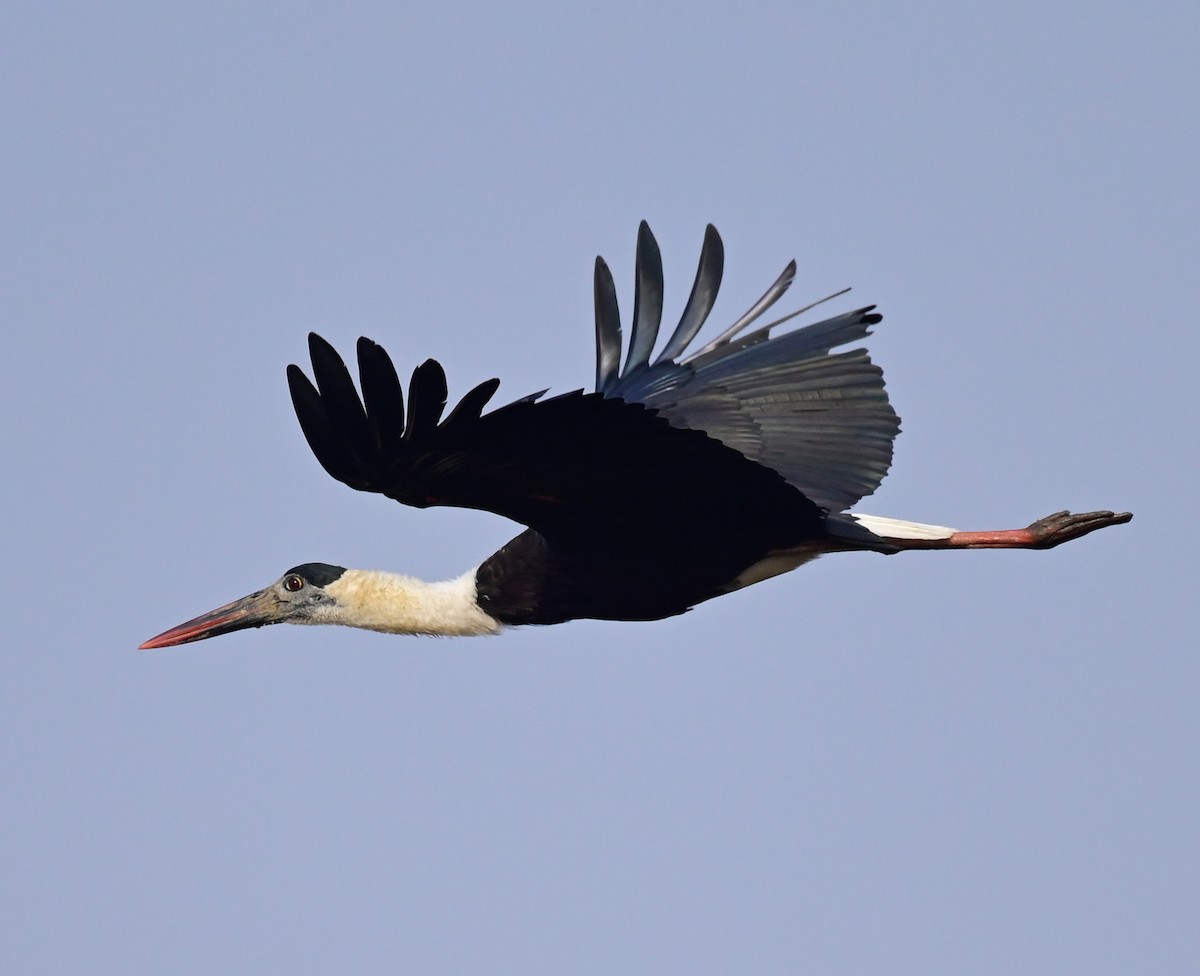 Asian Woolly-necked Stork - Arindam Roy