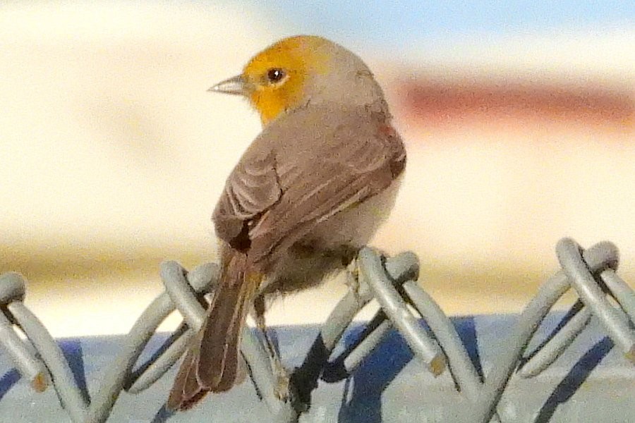 Verdin - ML612317654
