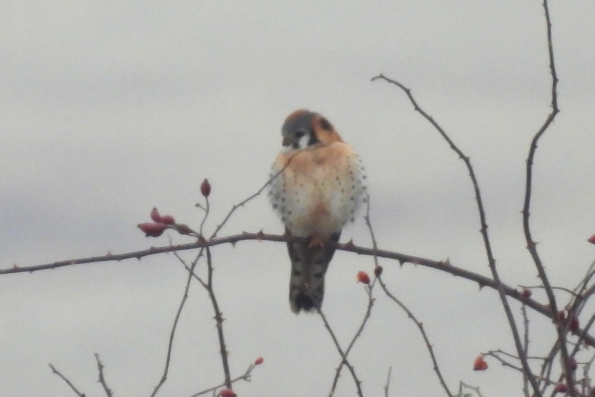 American Kestrel - ML612317691