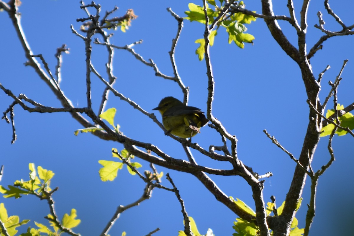 Orange-crowned Warbler - ML61231771