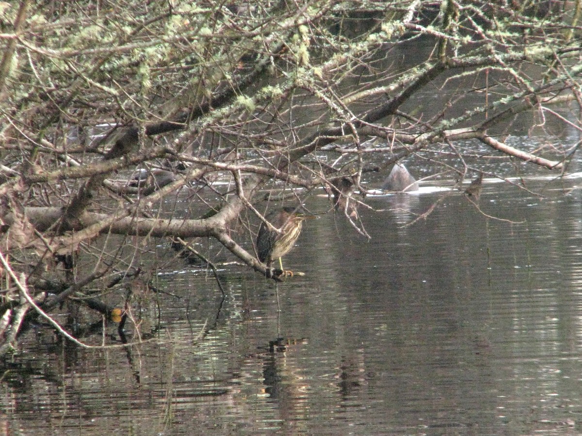 Green Heron - V. Lohr