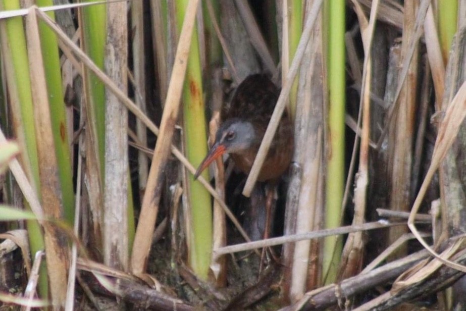 Virginia Rail - ML612317763