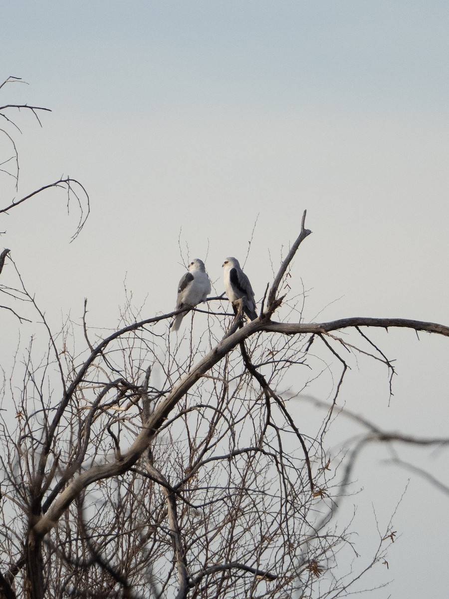 White-tailed Kite - Eldon Vita