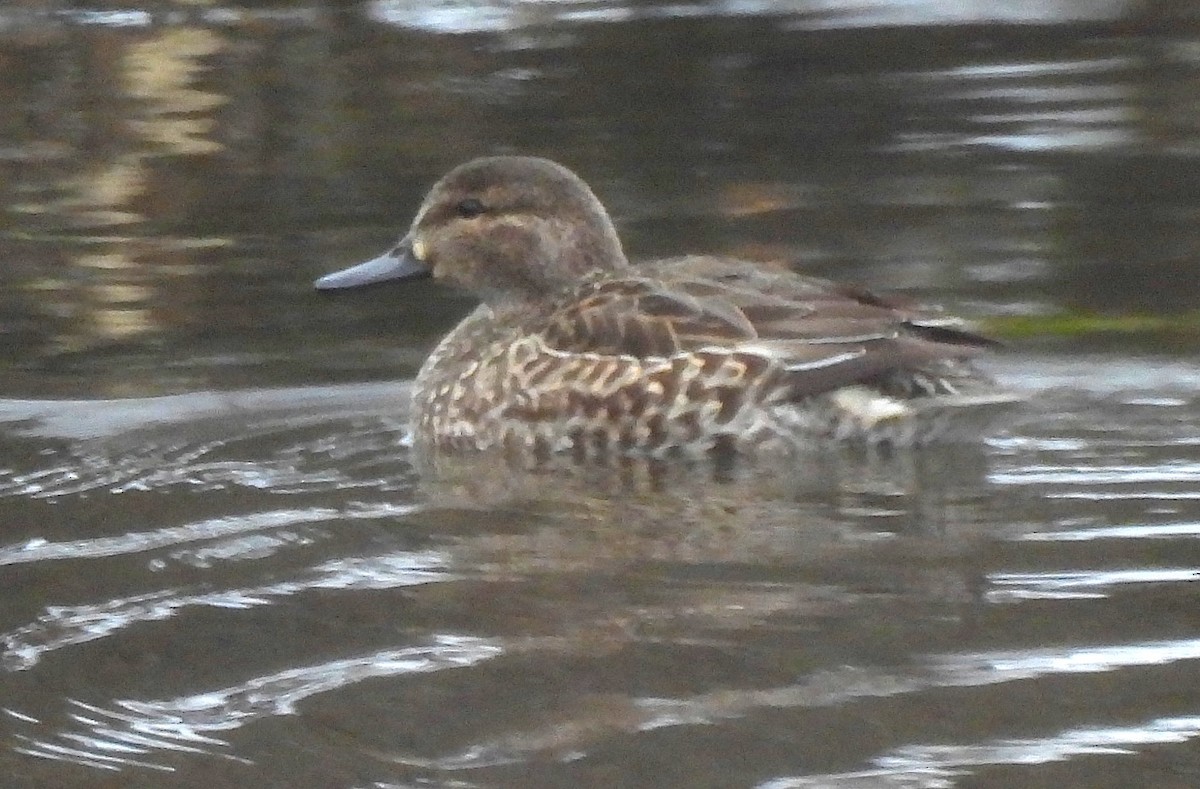 Green-winged Teal - ML612317810