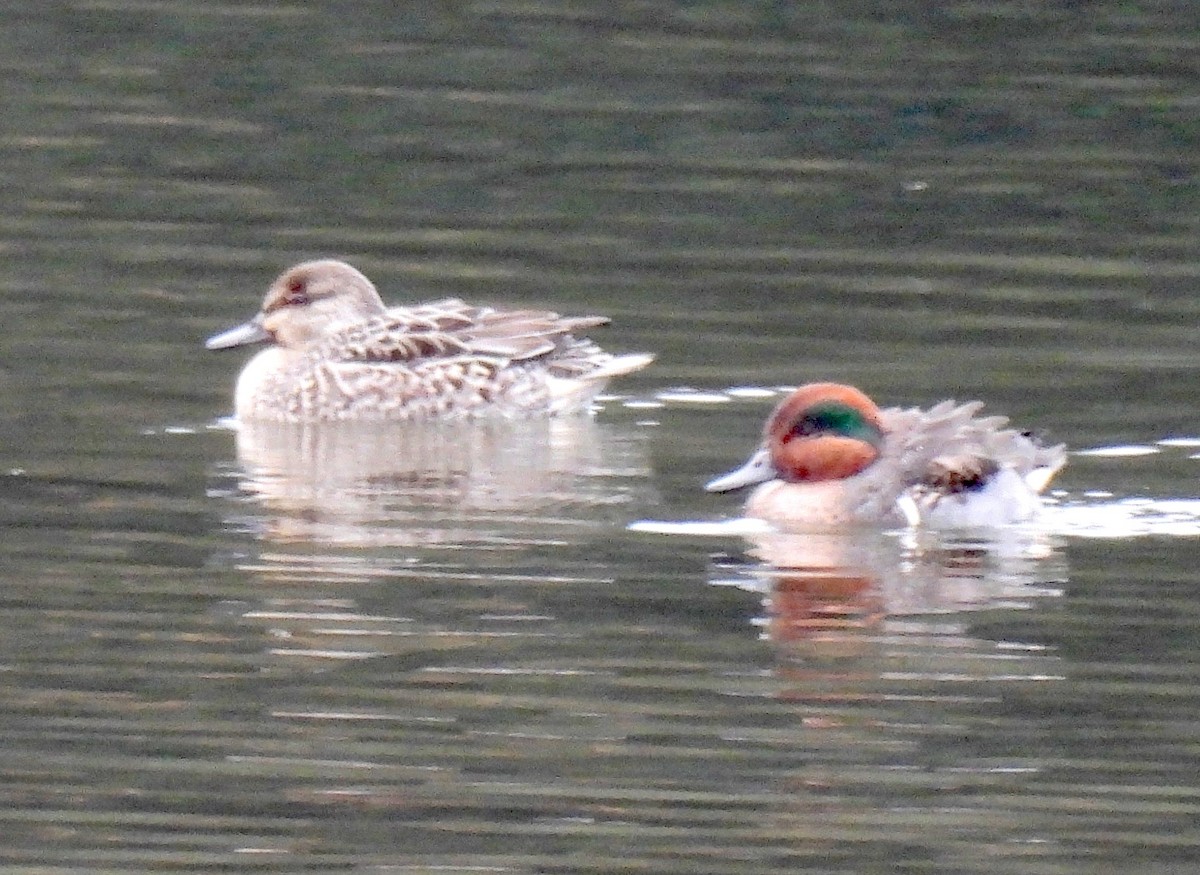 Green-winged Teal - ML612317811