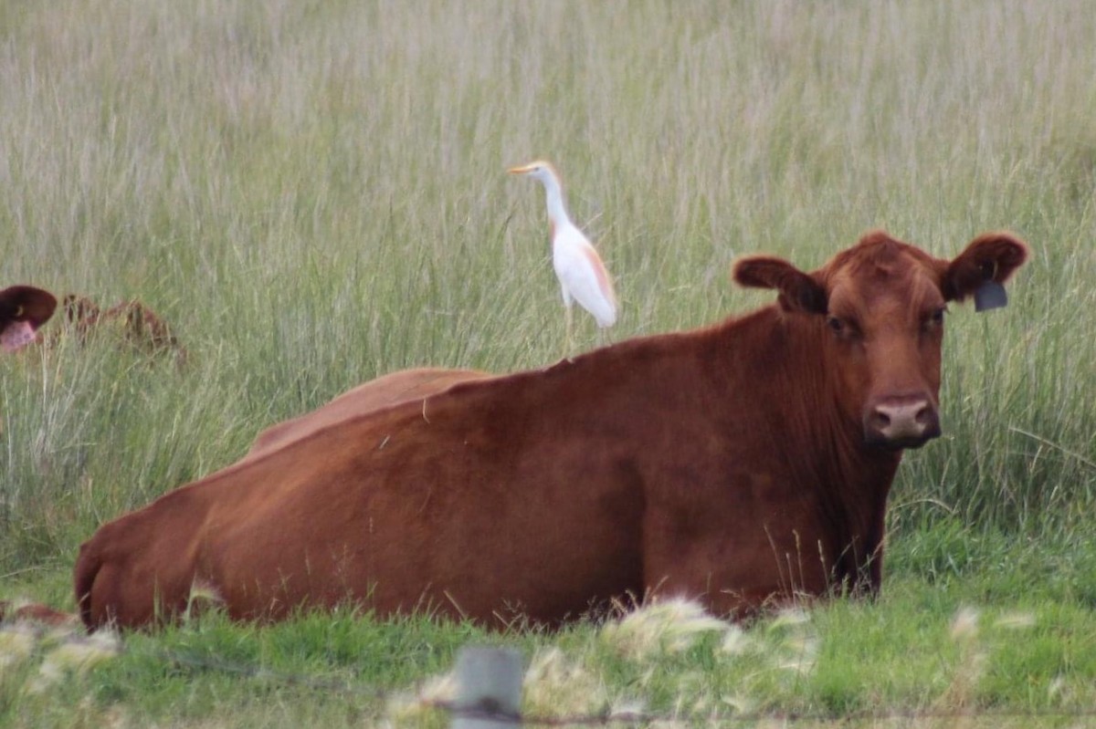 Western Cattle Egret - Josh Dewitt