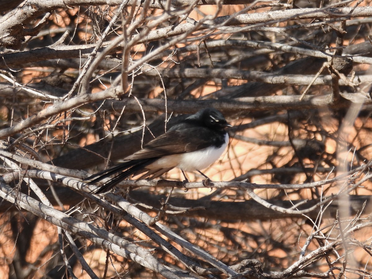 Willie-wagtail - ML612317870