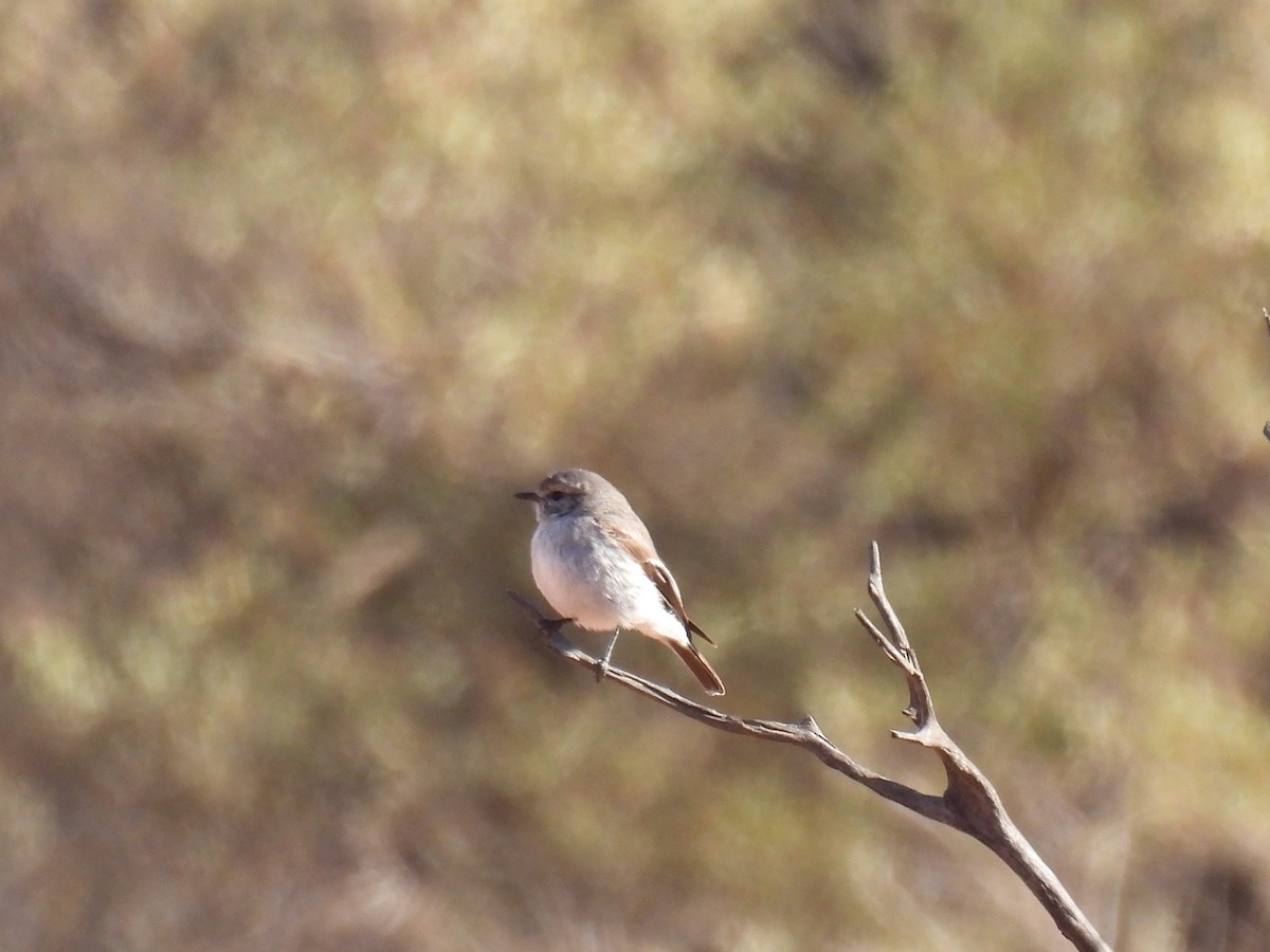 Red-capped Robin - ML612317887