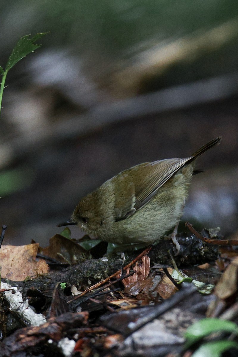 Atherton Scrubwren - ML612317973