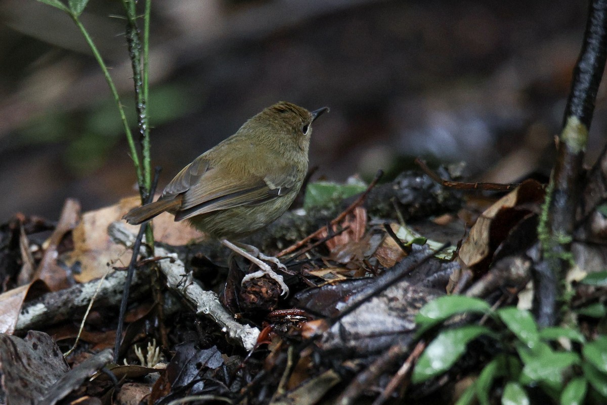 Atherton Scrubwren - ML612317974