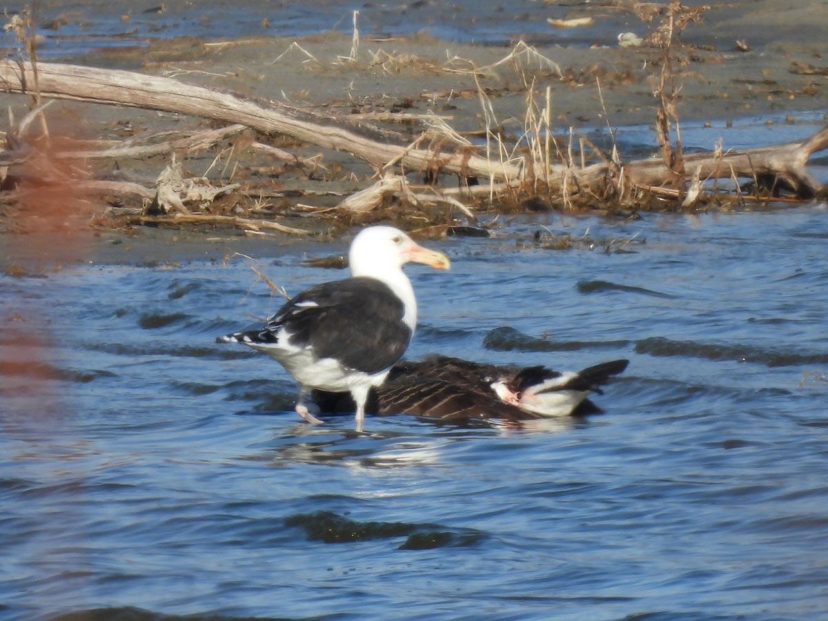 Great Black-backed Gull - Jud Santos