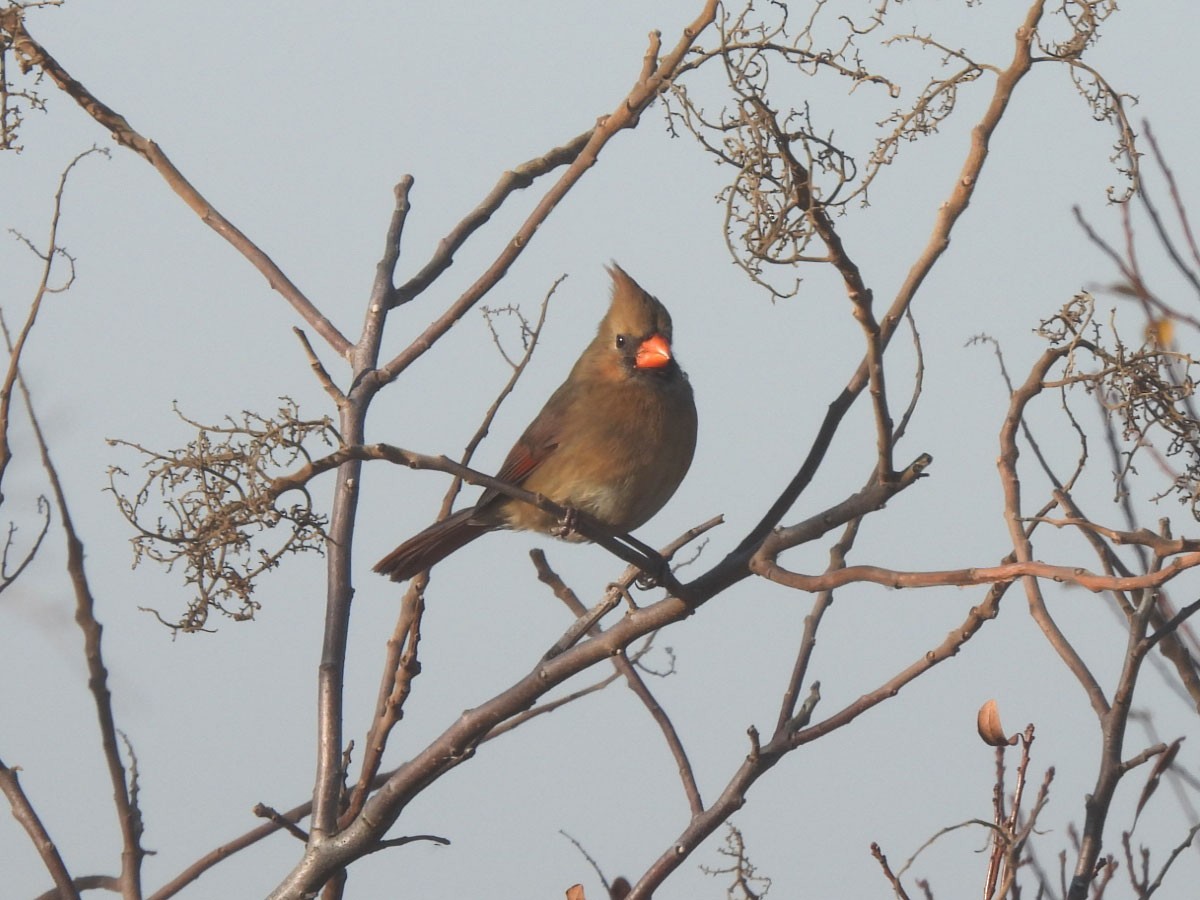 Cardinal rouge - ML612318010