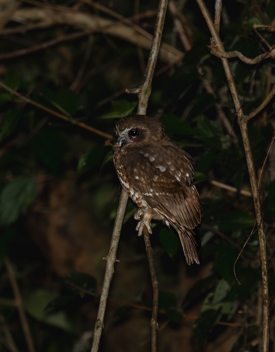 Southern Boobook (Red) - ML612318013