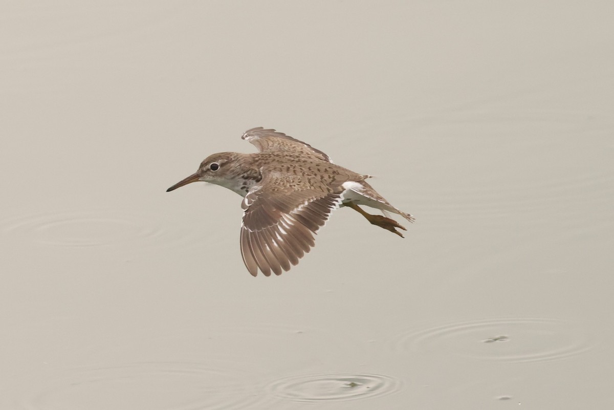 Spotted Sandpiper - Michael Gallo