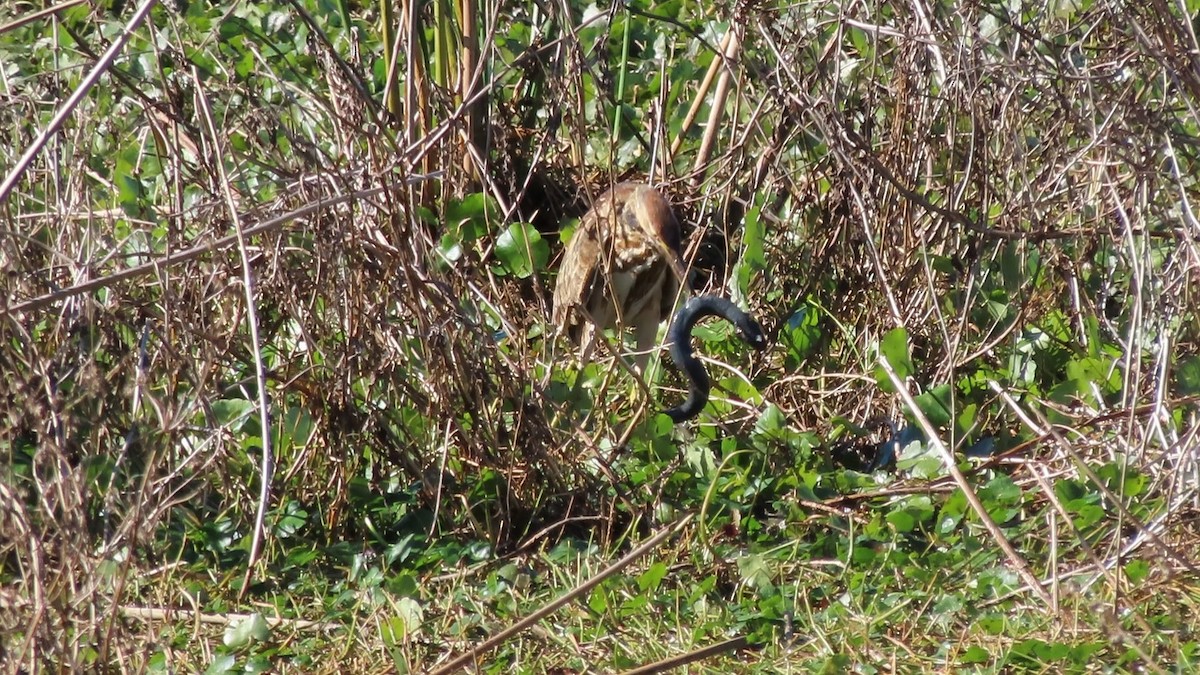 American Bittern - ML612318105