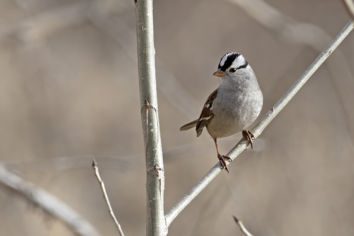 White-crowned Sparrow - ML612318298