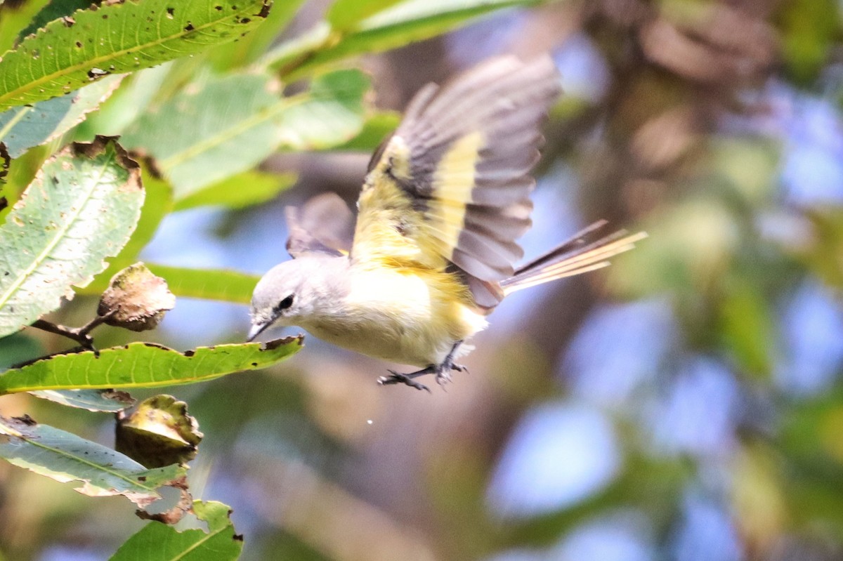 Küçük Minivet - ML612318315