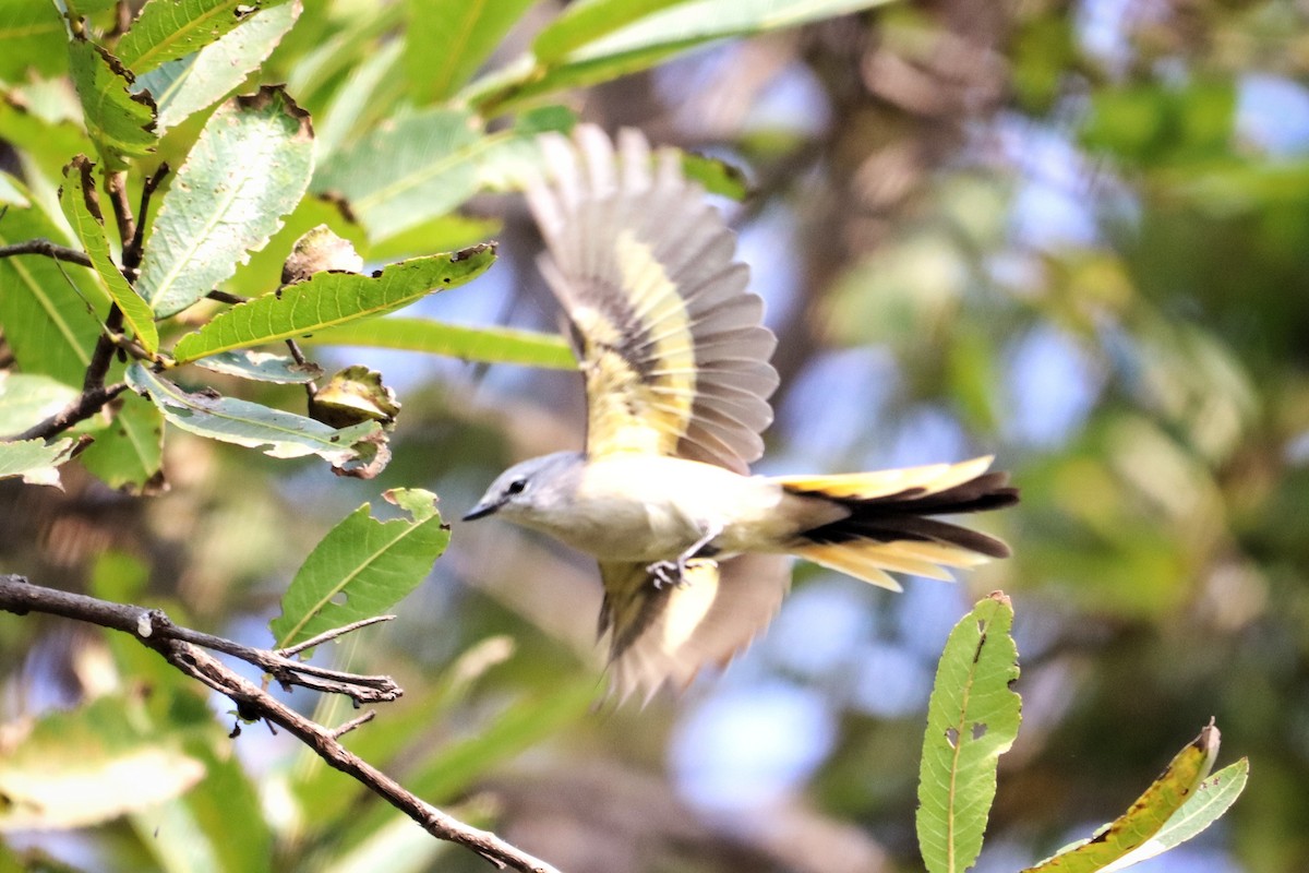 Küçük Minivet - ML612318320